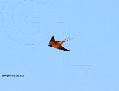 Barn Swallow