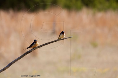 Barn Swallow