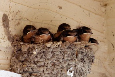 Barn Swallow