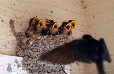 barn swallow