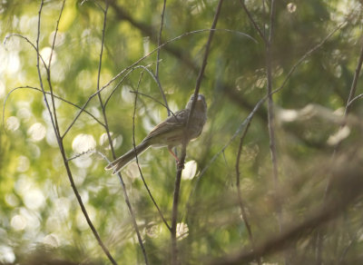field sparrows June 2008