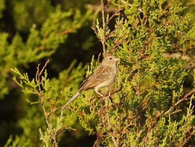 Field Sparrow june 22