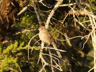 Field Sparrow june 22