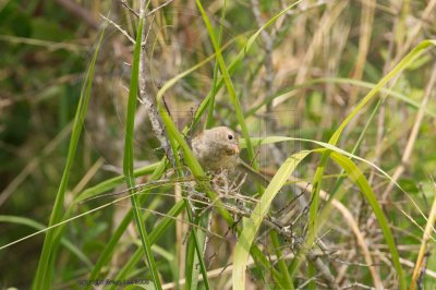 Field Sparrow June 25