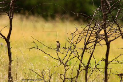 Field Sparrow June 25