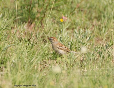 field sparrow may 11