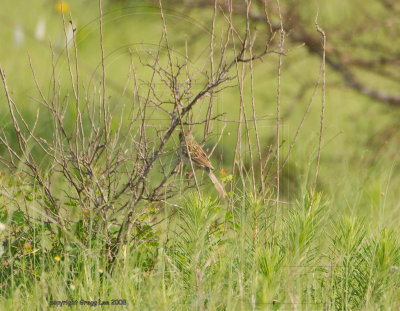 field sparrow may 11