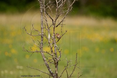 field sparrow may 16
