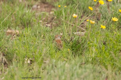 field sparrow may 16