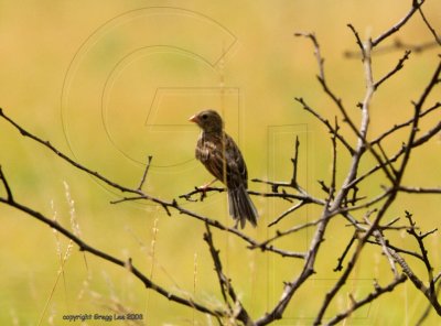 field sparrow crop previous