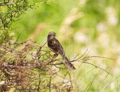 Field Sparrow June 26