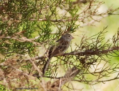 Field Sparrow June 26