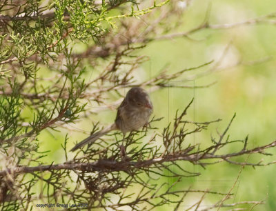 Field Sparrow June 26