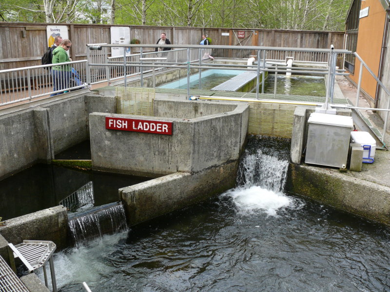 Here we learned all about the life cycles of the salmon, and how the hatchery helps the process of keeping the salmon stocks up