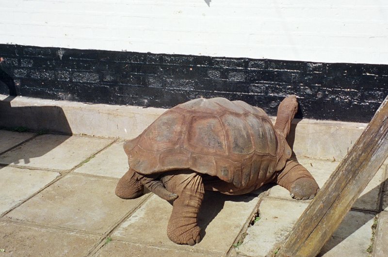 Speedy Gonzales, the giant tortoise