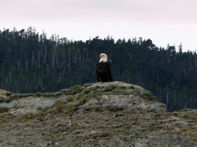 Passing by a rock outcropping,  we saw a majestic eagle
