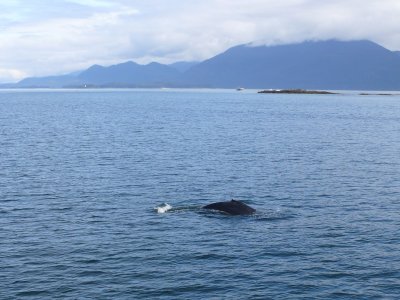 The first whale we came across was a baby breaching, hard to catch on camera - this is the mom I think