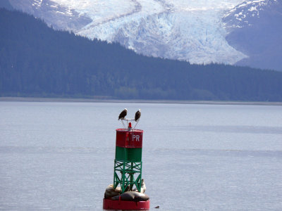 We thought we had lucked upon this scene, until I saw stock photos of the same buoy aboard the ship taken last year!