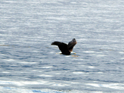 Eagle in flight