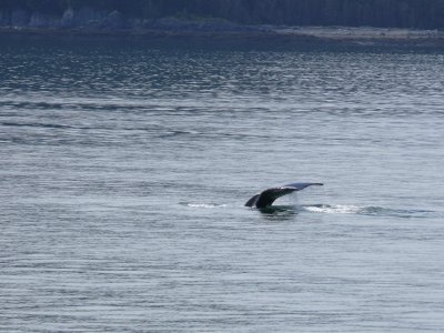 Another whale tail - so hard to catch the right moment on the camera!