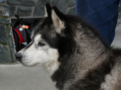 Mishka is a Siberian Husky, what a beauty he was!