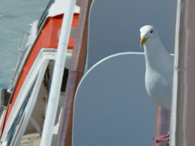 And then he decided to sit and pose for me after all!