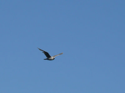 Aha!!!  Finally got a picture of a gull in flight!