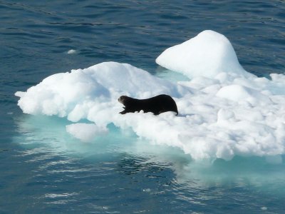 A sea otter on an iceberg