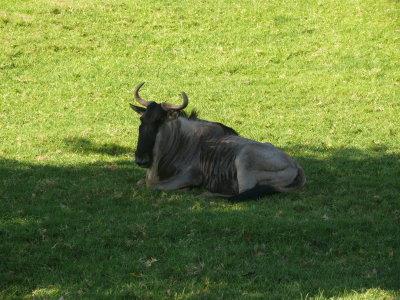 Wildebeest