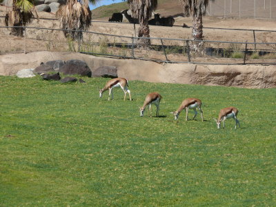 Thompson's Gazelle - or were they Impala?