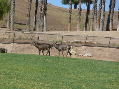 Waterbuck