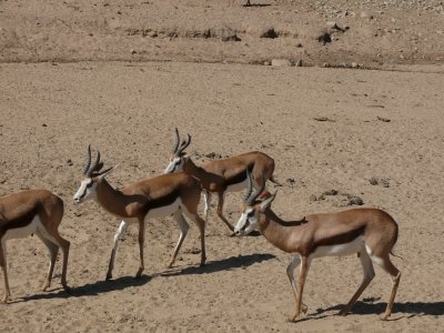 Impala