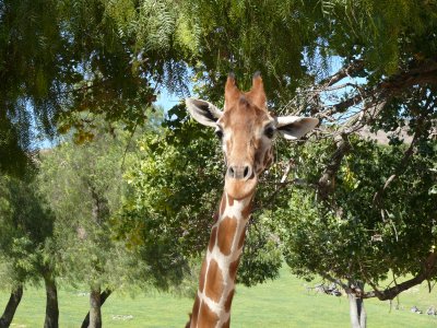 Giraffe