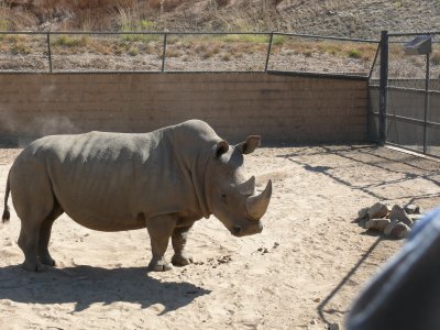 White Rhino