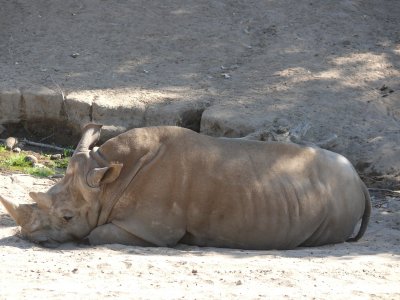 Great white northern rhino