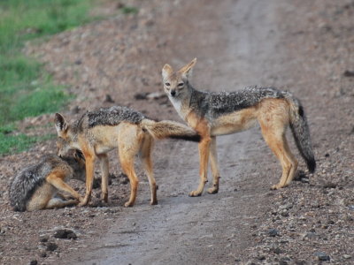 A family of jackals