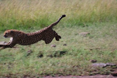 Cheetah makes the final lunge!