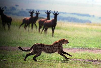 And chases the cheetah away!!!  That is some lucky Tommie!