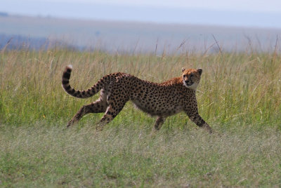 After clearing a distance, he looks back - none of us (including the cheetah)  can believe what we saw!