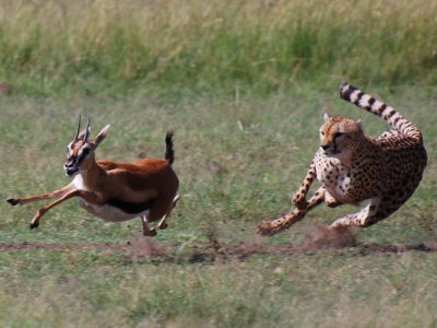 21. Run, Tommy, Run! (Masai Mara)