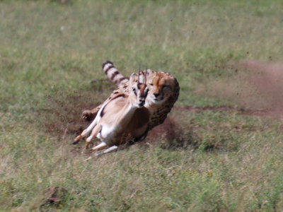 The Thompsons gazelle is the second fastest animal in the Mara