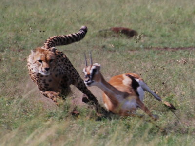 Too bad he's being chased by the fastest animal in the Mara!