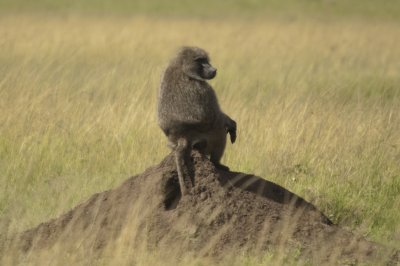 The baboon, after giving chase, makes sure the cheetah doesn't come back