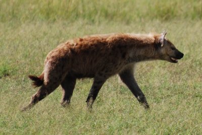 Hyena