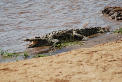 Crocodile sunning himself