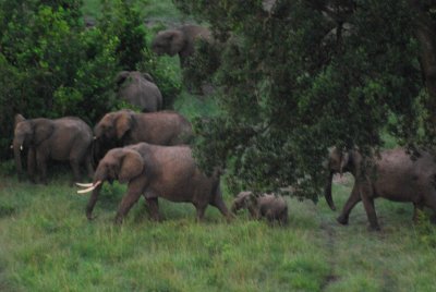 A herd of elephants pass below
