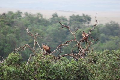 Vultures in the tree top - we don't often get this view!