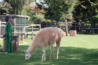 A llama named Taro at the orphanage