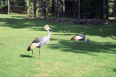 Crowned cranes