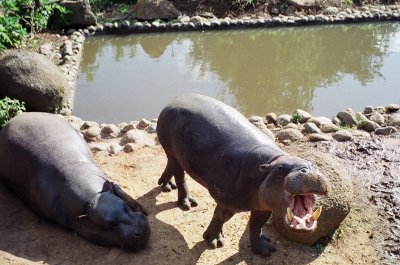 Pygmy Hippos - Peter and Bahati